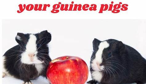 Guinea Pig Infographic