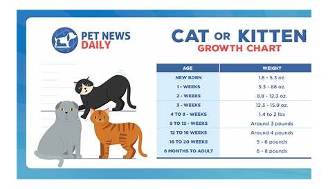 Kitten and Cat Growth Chart - Pet News Daily