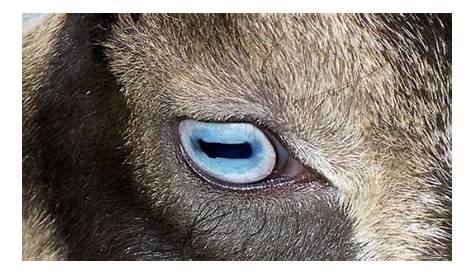 goat eye color chart