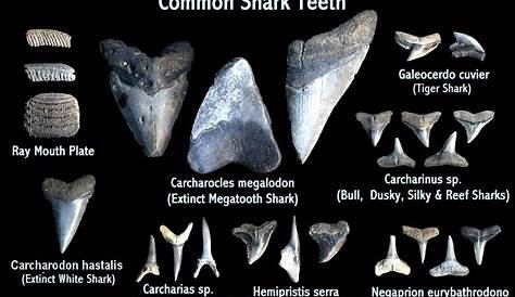 Fossilguy.com: Guide to Venice Beach Fossil Shark Teeth Hunting