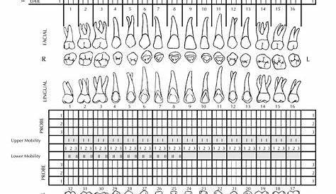 10 Best Tooth Chart Printable Full Sheet PDF for Free at Printablee
