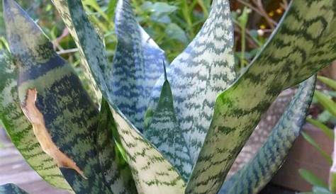 25 Snake Plant Varieties For Your Amazing Garden | Succulent Thrive