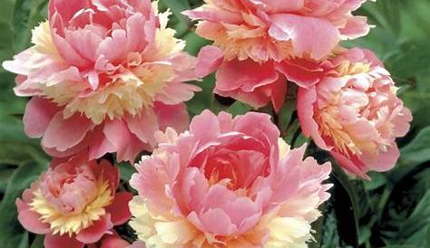 Multi-Color Rare Peony Seeds, 10pcs/pack – GreenSeedGarden