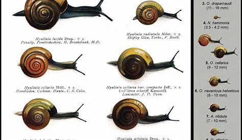 garden snail identification chart
