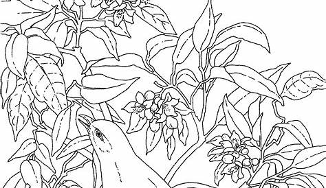 Florida State Flower Coloring Page - Flower Coloring Page