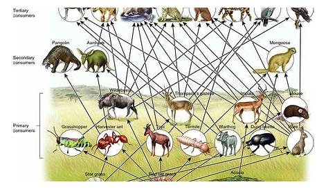 lion king food web worksheets answers