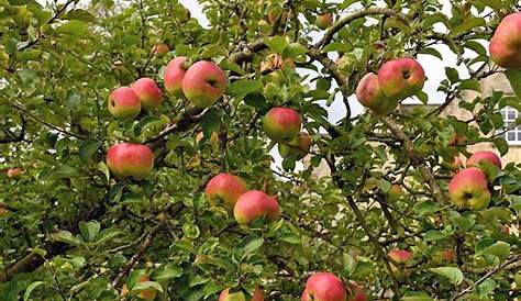 19 Best Apple Tree Varieties (with a Guide to Flowering Groups) | Gardener's Path