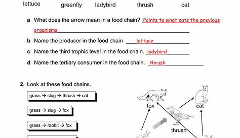 food chain vocabulary worksheet