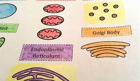 A School Called Home: Growing Some Plant Cells - A post about building