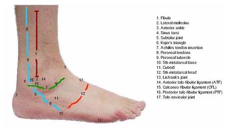 anatomy of heel pain