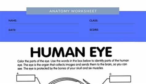 anatomy and physiology coloring worksheets 2 | Worksheets Free