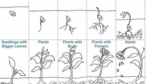 life cycle of a plant worksheet printable