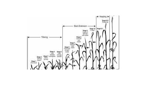 how long does wheat take to grow in minecraft