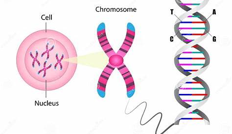 Diagram of Chromosome and DNA Structure Stock Vector - Illustration of