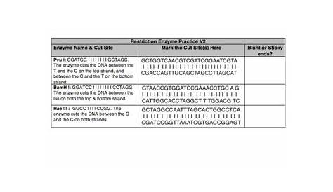restriction enzyme worksheets answer key