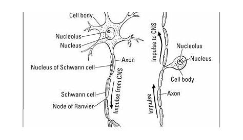 Sensory Neuron Diagram Simple - canvas-insight