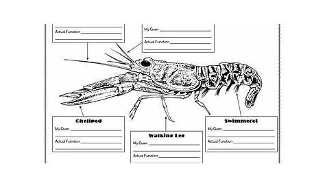 30 Label Crayfish External Anatomy - Labels Design Ideas 2020