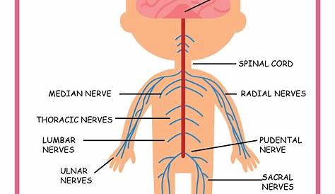 Free Science Worksheets| The Nervous System - Adanna Dill