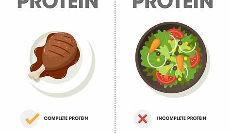 What are the differences between animal and plant-based protein? – Go