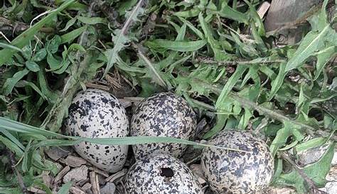 Are these snake eggs? If so, what kind? Found in Ohio. : snakes
