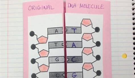Dna Molecule Coloring Worksheet, Dna Strand Model Coloring Page Free