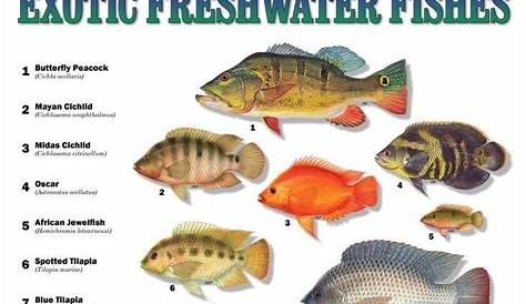 florida fish charts with sizes