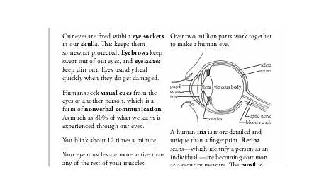 human eye worksheet answers