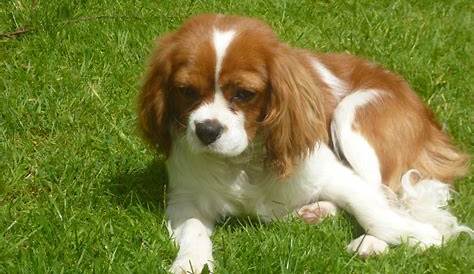 Cavalier King Charles Spaniel - Pictures, Information, Temperament