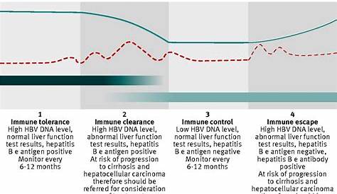 Ordering and interpreting hepatitis B serology | The BMJ