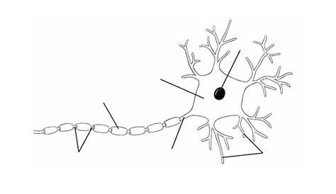 Free Neuron Cliparts, Download Free Neuron Cliparts png images, Free