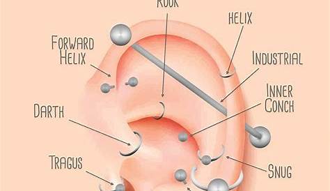 Ear Piercing Chart | Ear piercings rook, Ear piercings chart, Cool ear