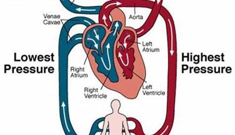 pulmonary and systemic circulation flow chart