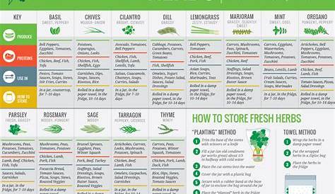 herbs and uses guide