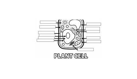 the plant cell worksheet
