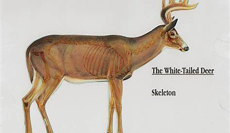 Anatomy of a Whitetail Deer