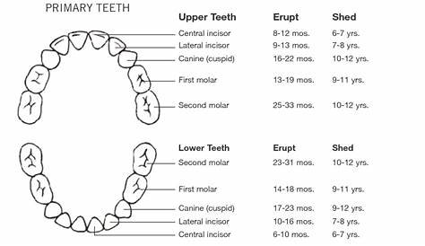 Ready for Your Babys First Teeth? | Port Pediatric Dentistry