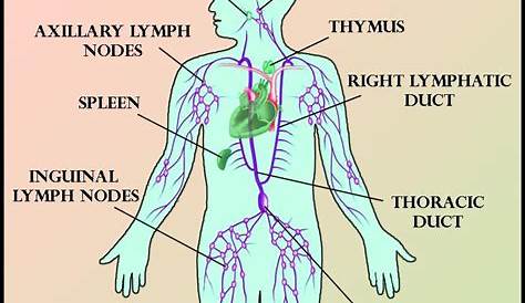 chart of lymph nodes