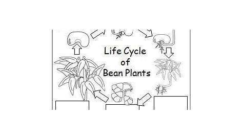 plant life cycle for kindergarten worksheet