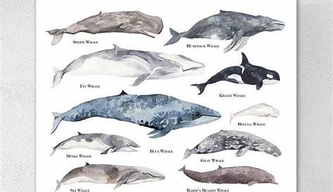whales by size chart
