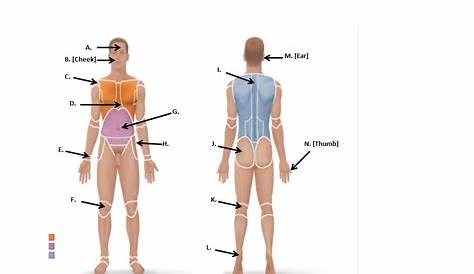Hein? 45+ Vérités sur Blank Anatomical Position Diagram: Learn the most