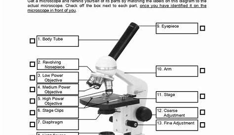 using a microscope worksheets