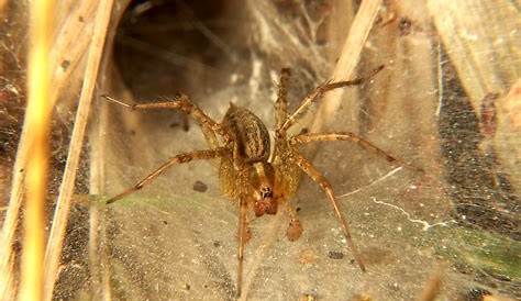 Most Common Types of Spiders in Western Washington - Classic Pest