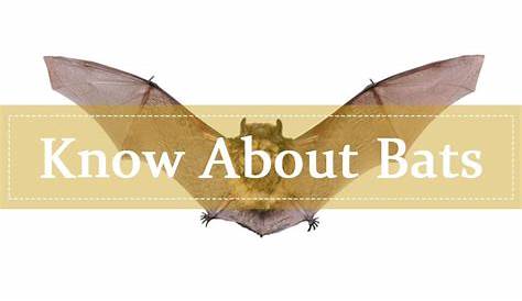 Bats Wiki – Everything You Wanted to Know About Bats (Ever) - Pest Wiki