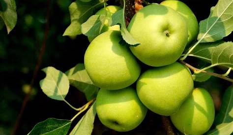 Our Beautiful World: Apple Tree