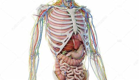 male human body organs diagram
