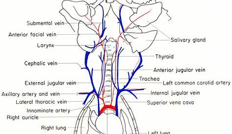 mouse anatomy diagram
