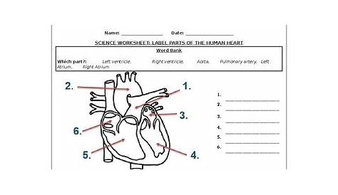 heart labeling worksheet answers
