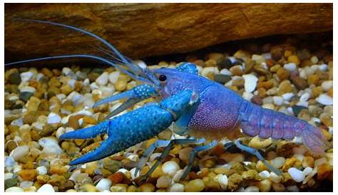freshwater crayfish for sale