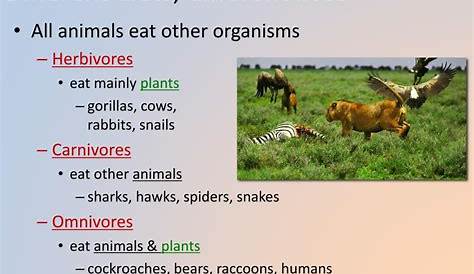 what do animals eat chart