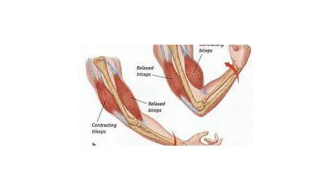 Muscles Working Together - Muscular Tibias